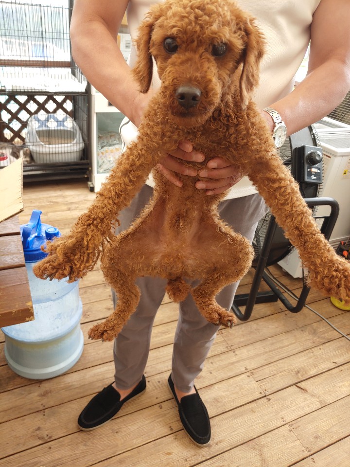 전북 군산시 구암현대아파트 관리실에서 푸들 발견 보호