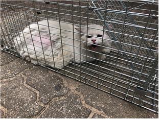 충남 부여 무지개아파트에서 페르시안 친칠라 발견 보호