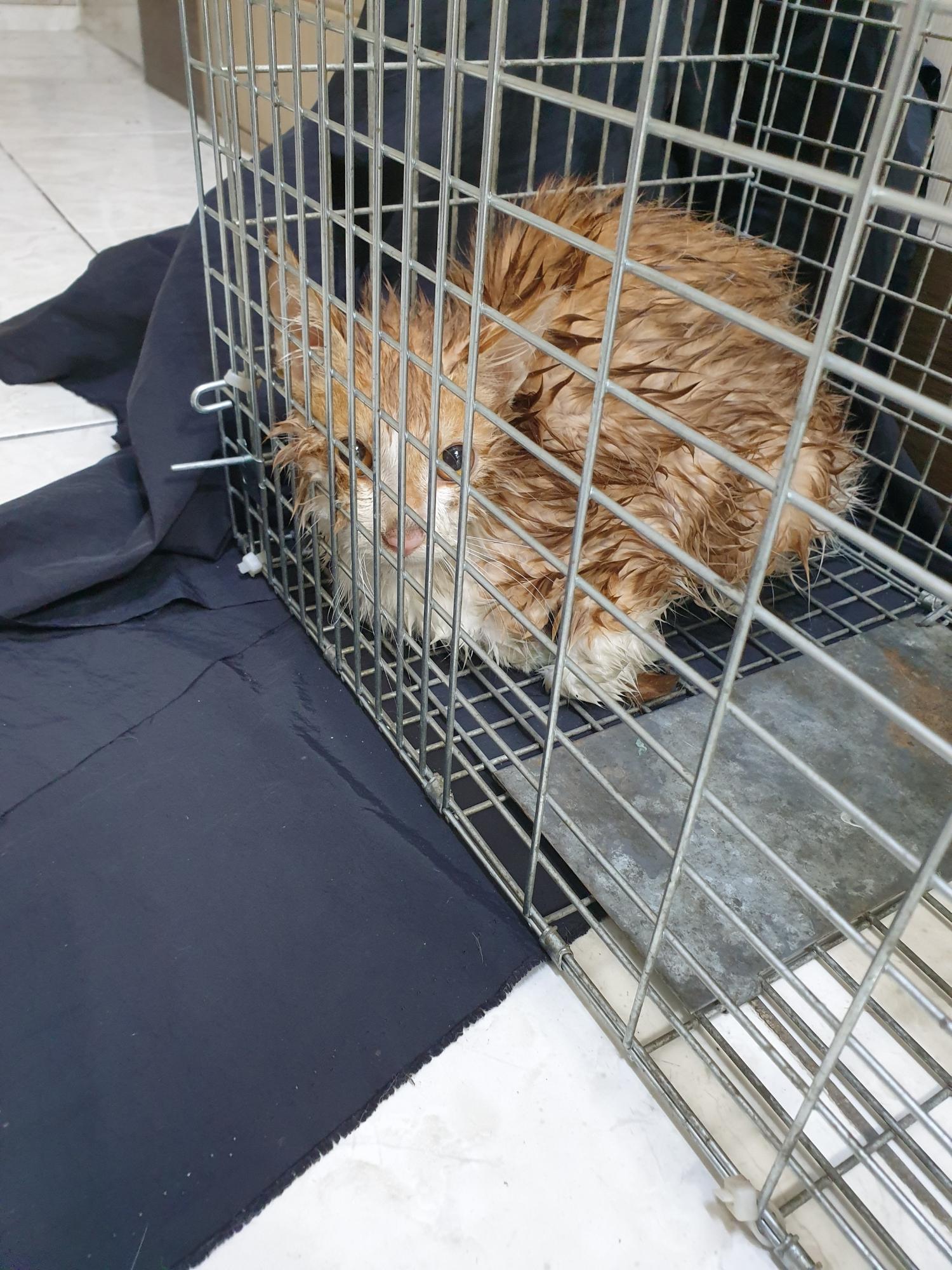 대구 서구 당산로 210-4에서 황갈색 고양이 발견 보호