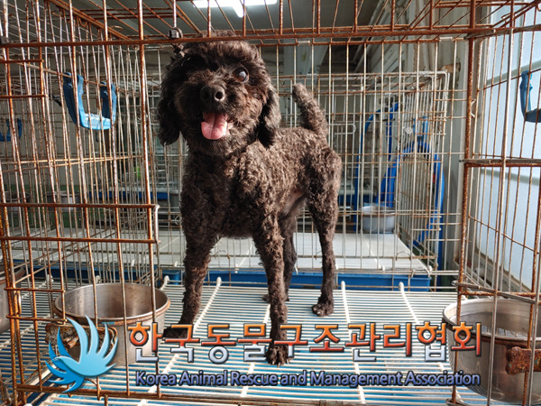 서울 송파구 풍납동 풍납시장 골목에서 푸들 발견 보호