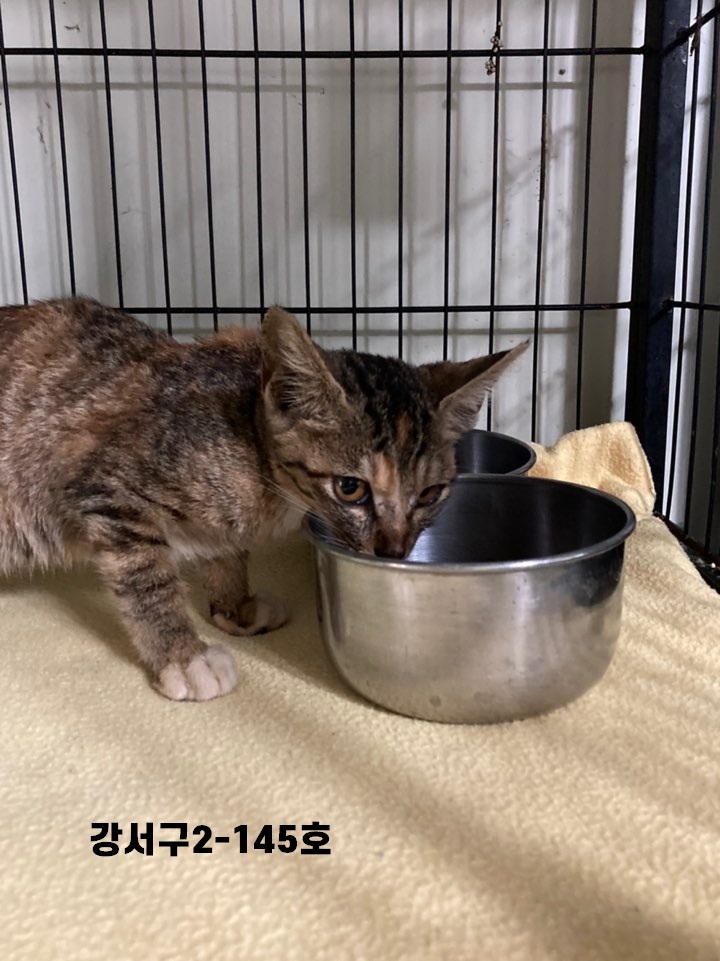 부산 강서 명지국제6로에서 삼색 어린 고양이 발견 보호
