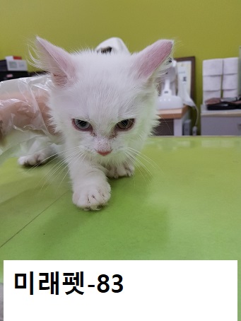 울산 남구 울산도서관 부근에서 페르시안 믹스 고양이 발견 보호
