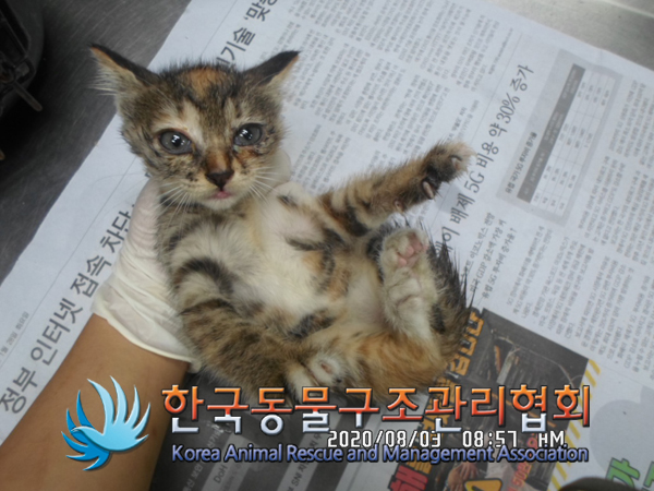 서울 송파구 방이동 송파은혜교회 인근에서 고등어태비 어린 고양이 발견 보호