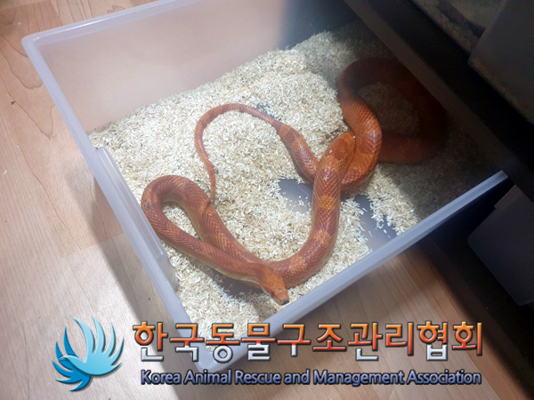 서울 강북구 강북소방서 119구조대 인근에서 주황빨간 뱀 발견 보호