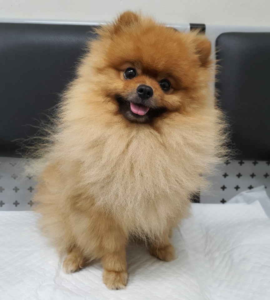 경기 용인 기흥구에서 포메라니안 발견 보호