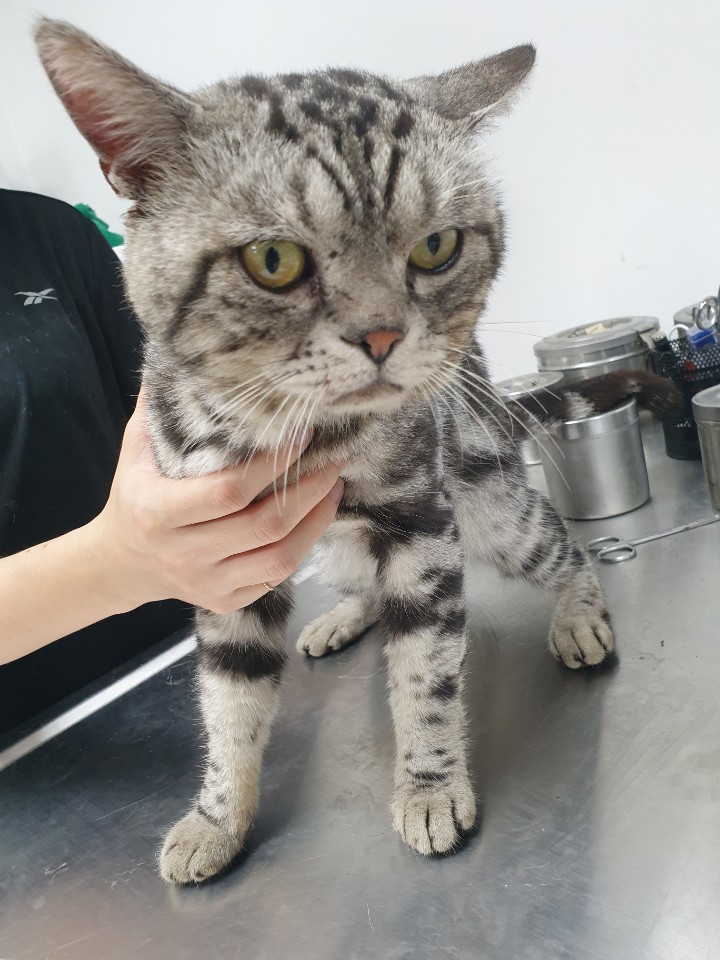 충북 청주 외남동에서 아메리칸 숏헤어 고양이 발견 보호..균형감각 부족