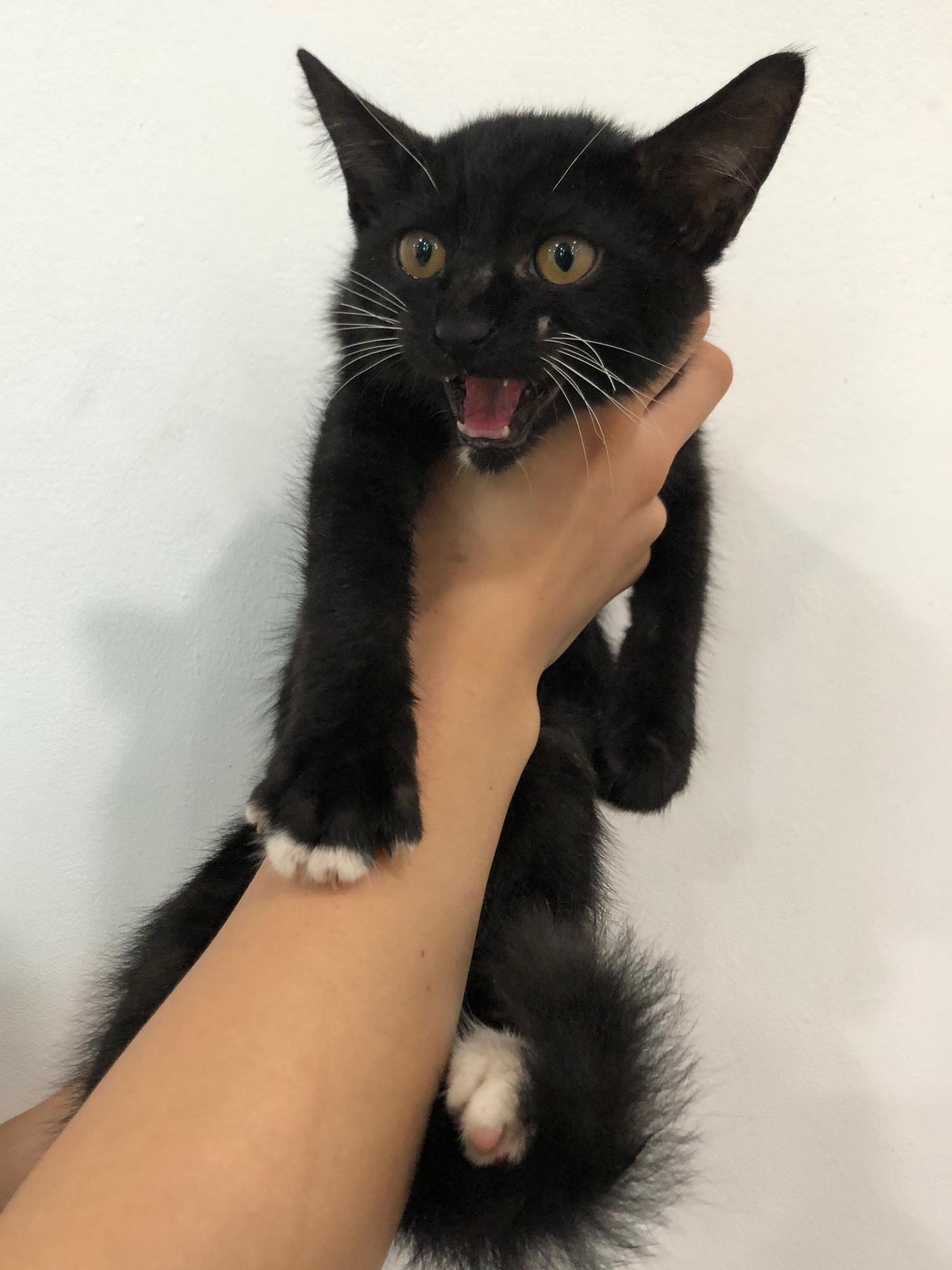 충북 청주 효성병원 앞에서 까만 어린 고양이 발견 보호