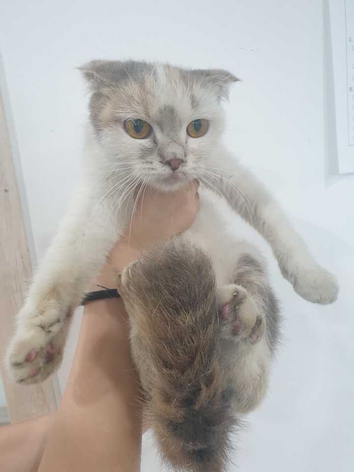 충북 청주 가경동에서 스코티시폴드 고양이 발견 보호