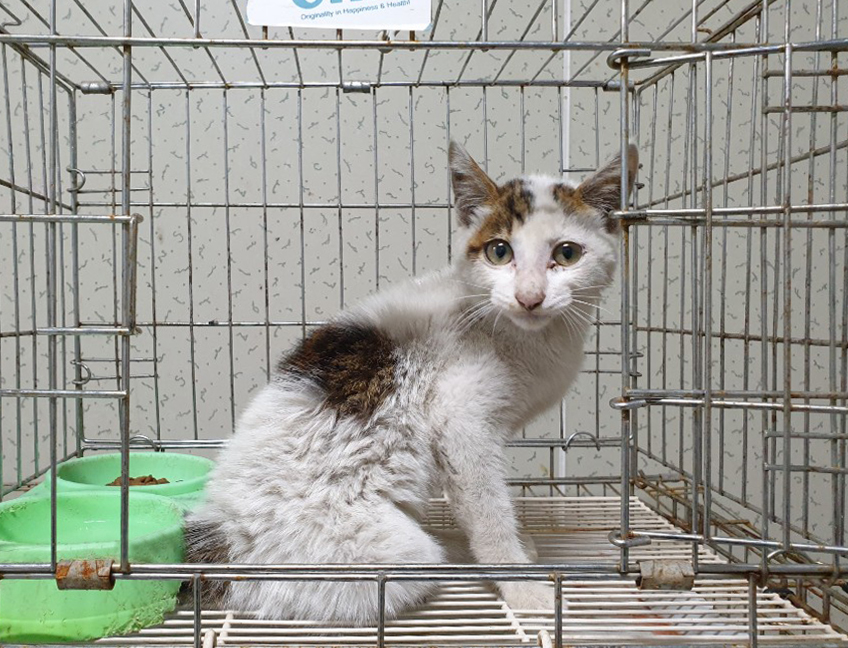 경기 여주 연양동 강변유원지길에서 흰흑갈색 어린 고양이 발견 보호