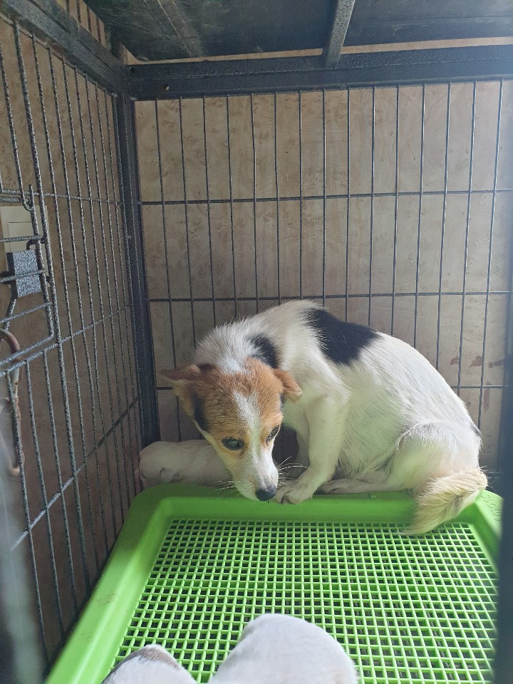 경주 오금리에서 황흰색 강아지 발견 보호..어미견, 새끼들과 함께 