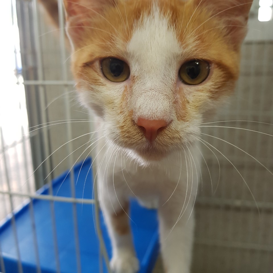 충남 천안 보쉬자동차 정문에서 치즈 고양이 발견 보호..사람 손 많이 탄