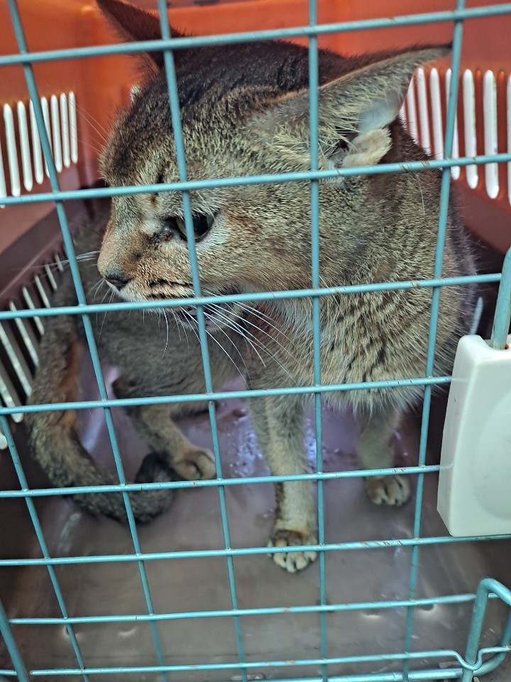 경남 거제 중곡동에서 아비시니안 고양이 발견 보호