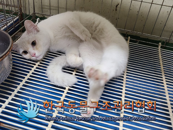 서울 금천구 독산동에서 터키시 앙고라 고양이 발견 보호..사람 보면 드러누움