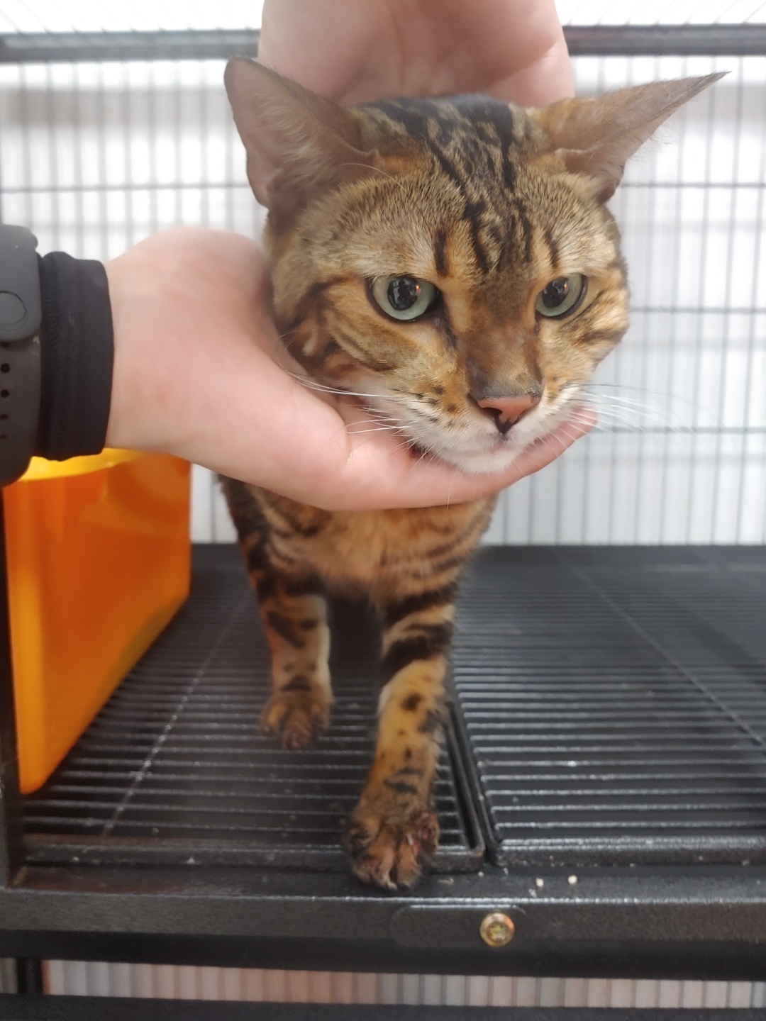 충북 청주 용암동 대선베르힐에서 벵갈 고양이 발견 보호