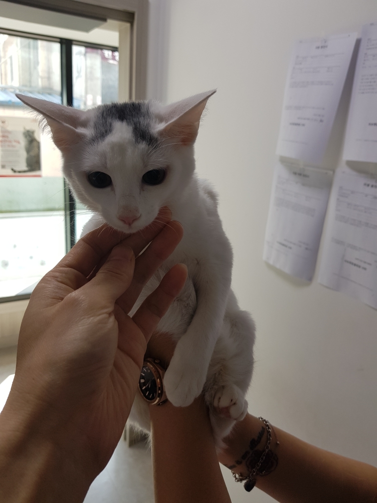 서울 관악구 신림동564-7에서 턱시도 고양이 발견 보호..집고양이 추정