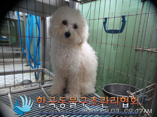 서울 금천구 산성사 공원 일대에서 비숑 프리제 발견 보호