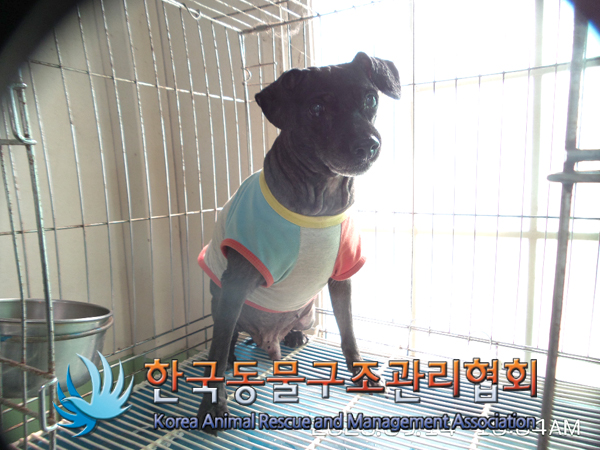서울 금천구 시흥5동 장택상별장 인근에서 알록다록 옷 착용 검정 강아지 발견 보호