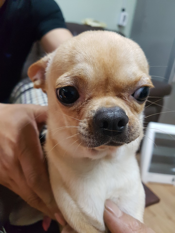 경기 평택 평택역에서 치와와 발견 보호