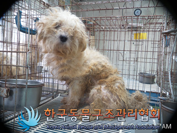 서울 동대문구 홍릉근린공원에서 말티즈 추정 강아지 6마리 발견 구조