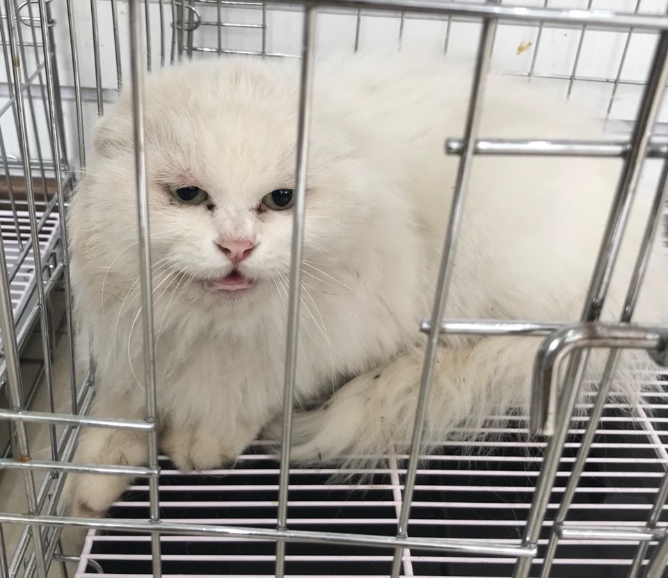 충남 서산 대산읍 모덴호텔 주차장에서 페르시안 고양이 발견 보호..길냥이?