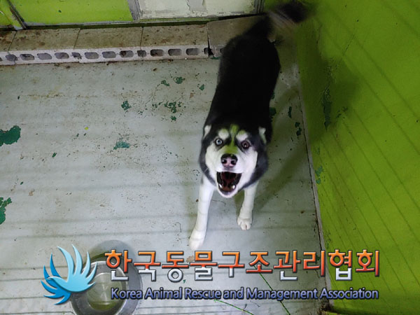 서울 성북구 길음역 7번출구 인근에서 시베리안 허스키 발견 보호