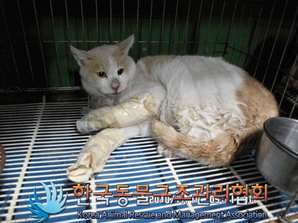 서울 광진구 자양4동에서 갈흰색 고양이 발견 보호..양앞발에 붕대
