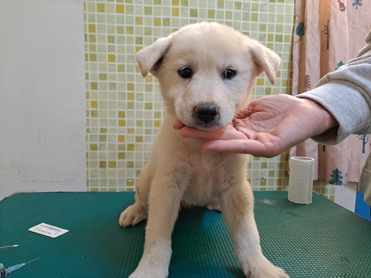 충남 아산 음봉면 연암율금로에서 베이지색 어린 강아지 2마리 발견 보호