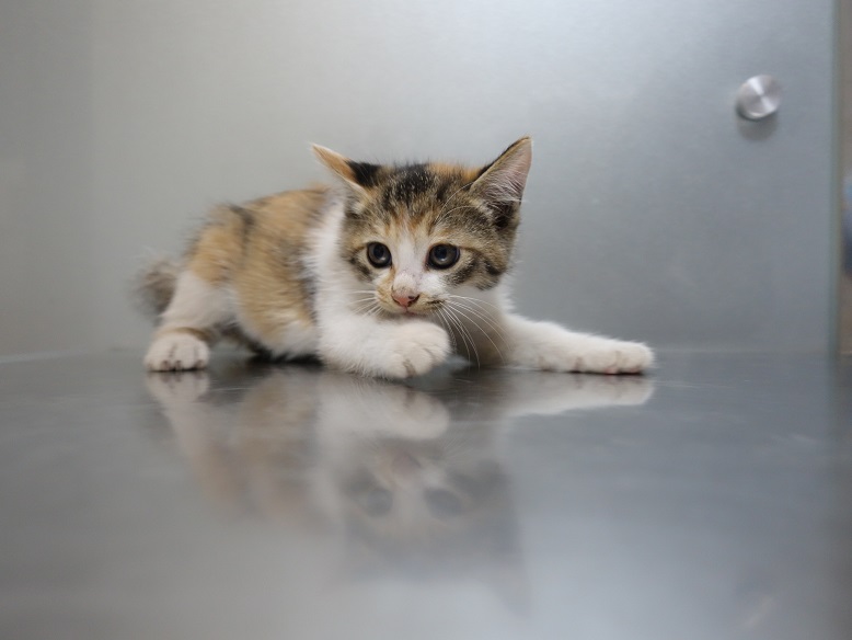 울산 동구 일산동에서 어린 고양이 4마리 발견 보호..주택가 보일러실 구조