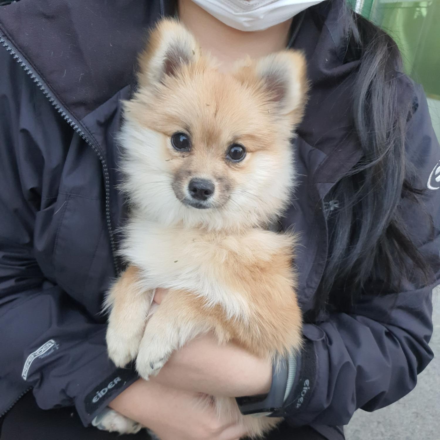 충북 청주 오송생명5로에서 포메라니안 발견 보호