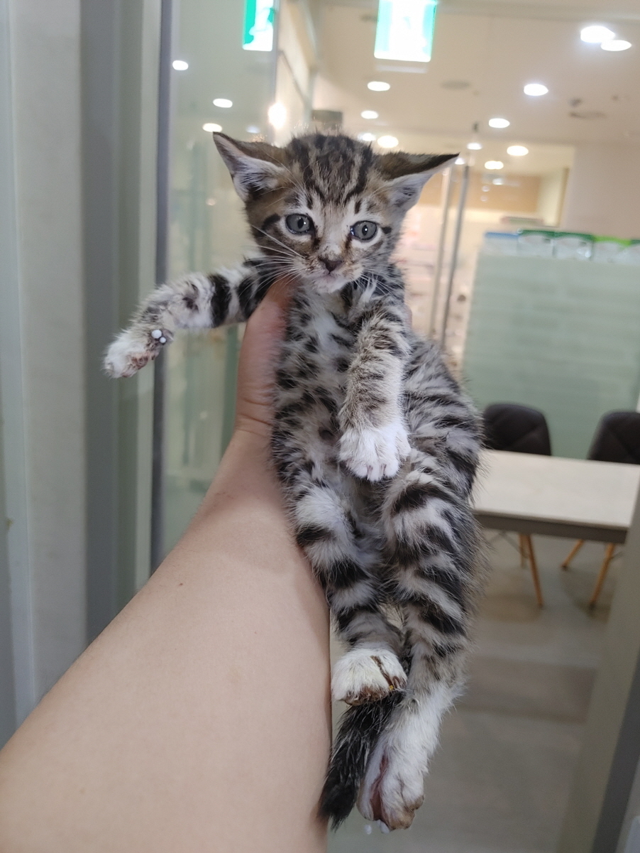 경기 안산 일동에서 뱅갈 믹스 고양이 발견 보호