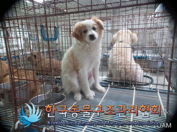 서울 영등포구 구청 인근에서 갈흰색 어린 강아지 발견 보호