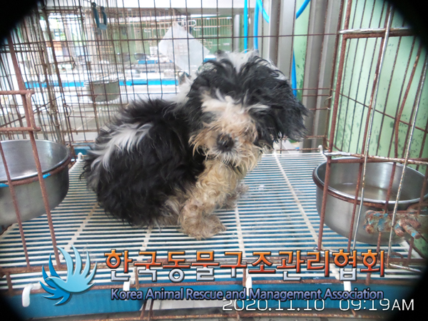 서울 강남구 청담동 청담휴먼스타빌 인근에서 시츄와 푸들 발견 보호