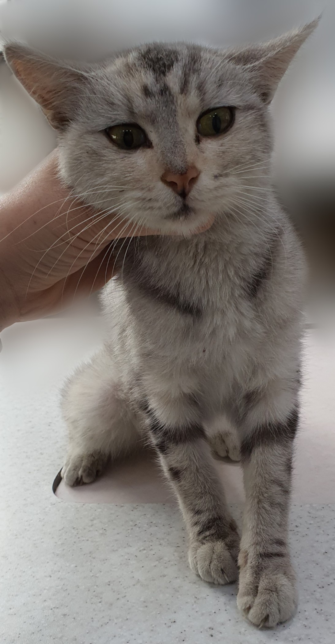 경기 파주 금릉동 공사현장에서 페르시안 고양이 발견 보호..미용 
