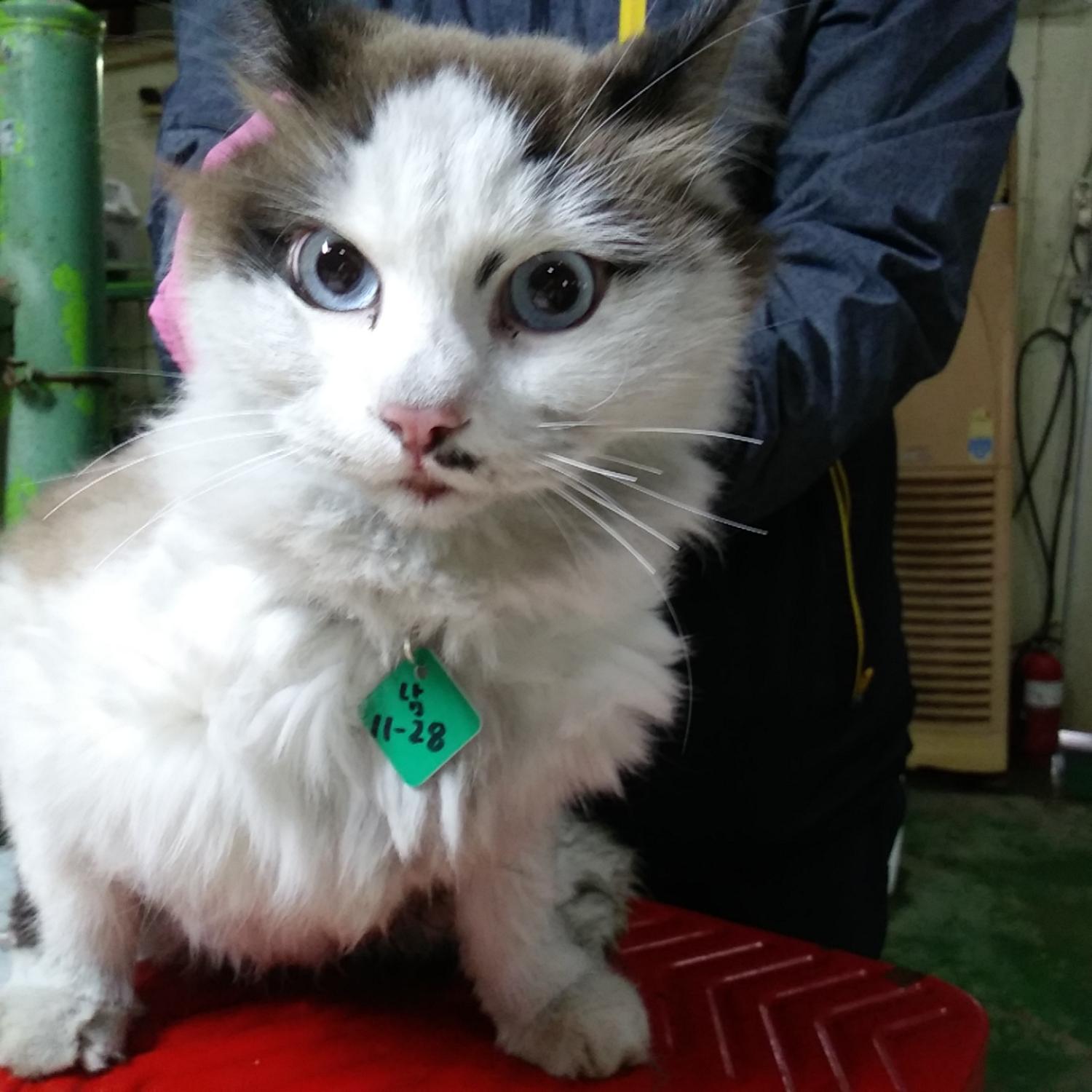 인천 남동구 간석동에서 렉돌 고양이 발견 보호