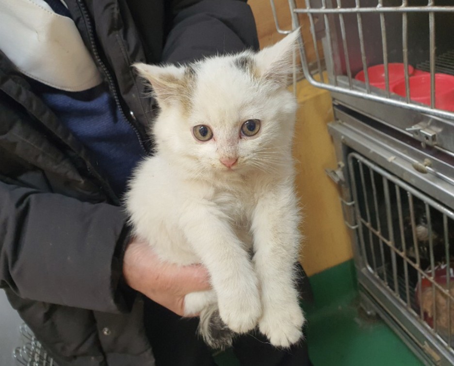 플라스탁 파이프 목에  낀 채 돌아다니던 고양이