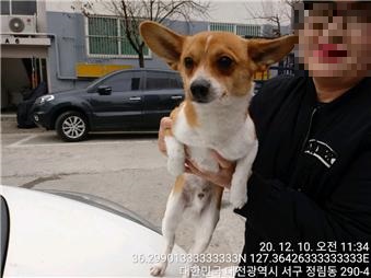 대전 서구 정림동 코스모스아파트에서 갈흰색 강아지 발견 보호