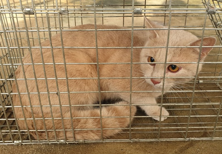 경기 화성 향남읍 발안리에서 옅은 치즈 고양이 발견 보호