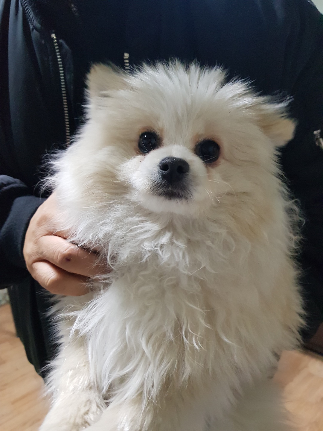 경기 평택 비전동에서 포메 믹스 강아지 발견 보호..칩내장 중성화