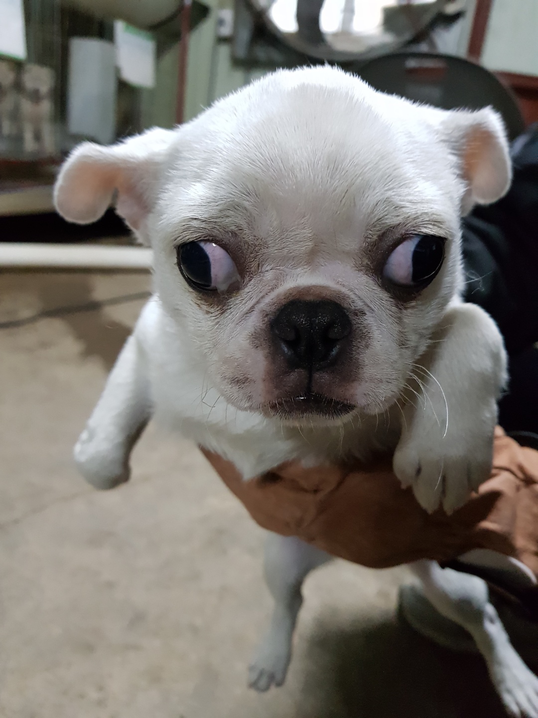 경기 평택 팽성서로에서 흰색 치와와 믹스 강아지 발견 보호