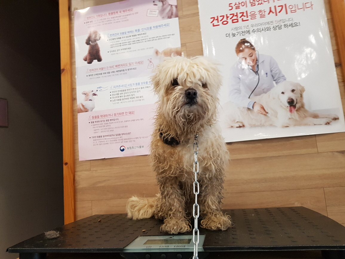 전북 전주 이글골프연습장에서 흰색 강아지 발견 보호..짖음방지기 착용 