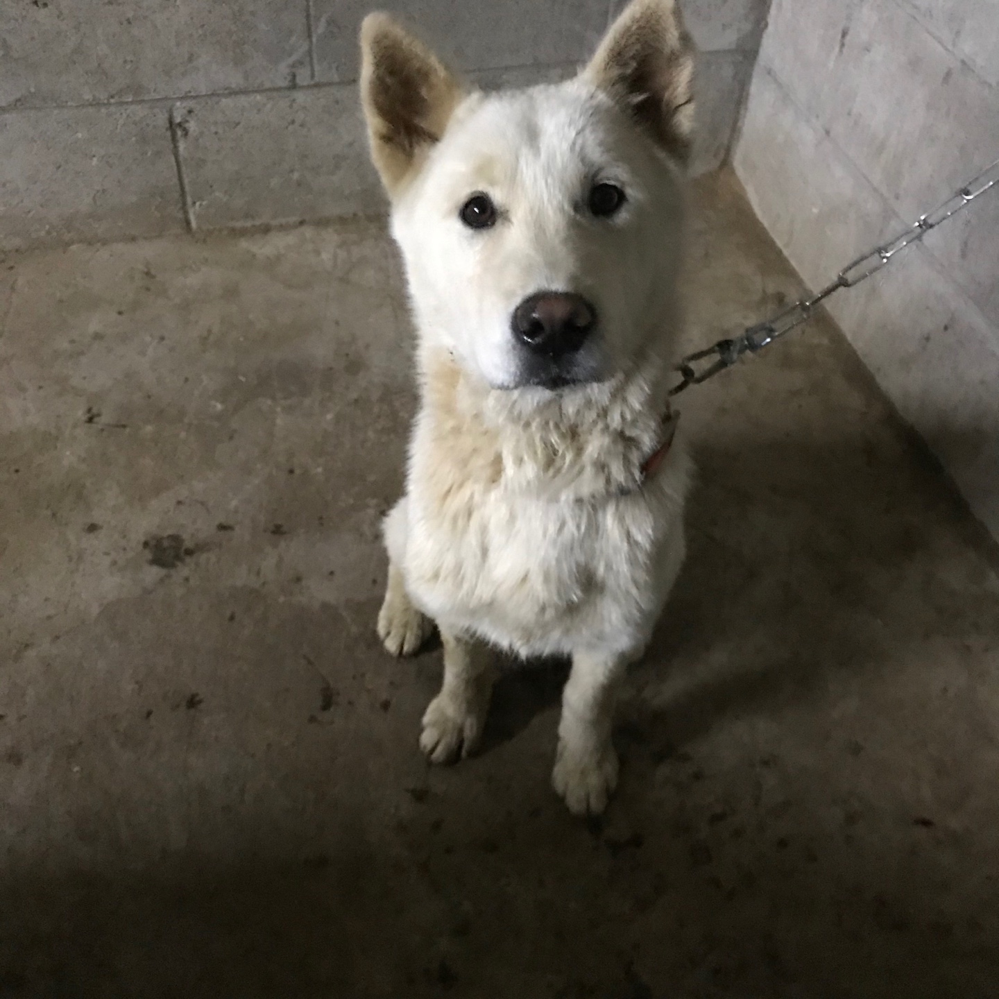 경북 구미 구포생활체육공원 부근에서 흰색 강아지 발견 보호