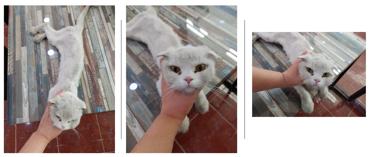 경기 안산 상록수역에서 스코티시폴드 고양이 발견 보호
