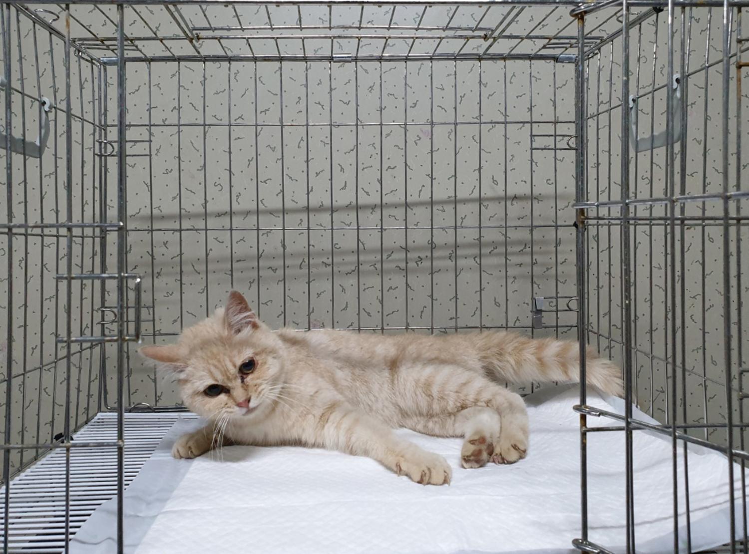 경기 여주 현암동에서 크림색 고양이 발견 보호