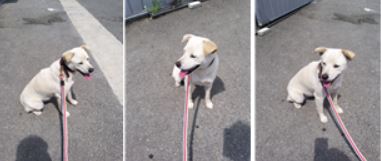 부산 강서 가락동 행복센터 근처에서 흰갈색 강아지 발견 보호