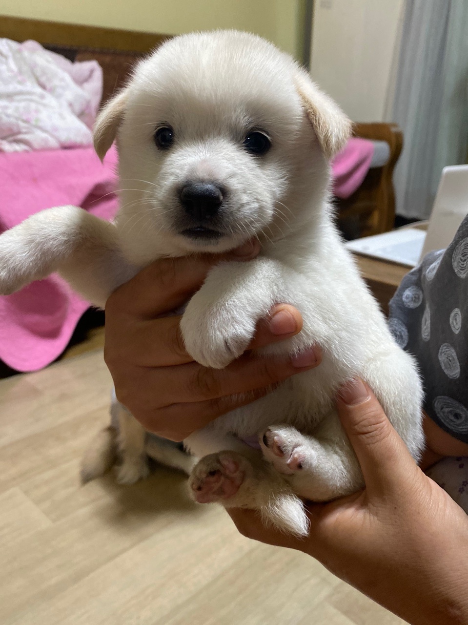 경북 성주군 초전면에서 새끼 진돗개 발견 보호