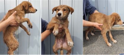 부산 서구 산정식당에서 강아지 발견 보호