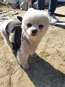 전남 구례 광의면 학생수련원 도로변에서 까만옷 강아지 발견 보호