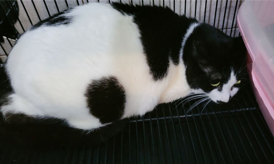 전북 군산 소룡동에서 젖소 고양이 발견 보호
