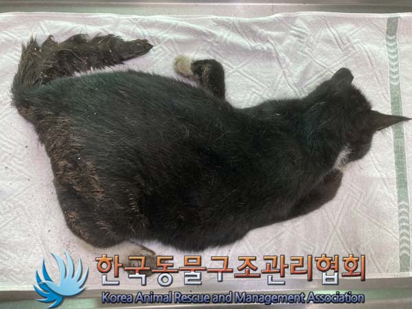 [고양이] 한국 고양이