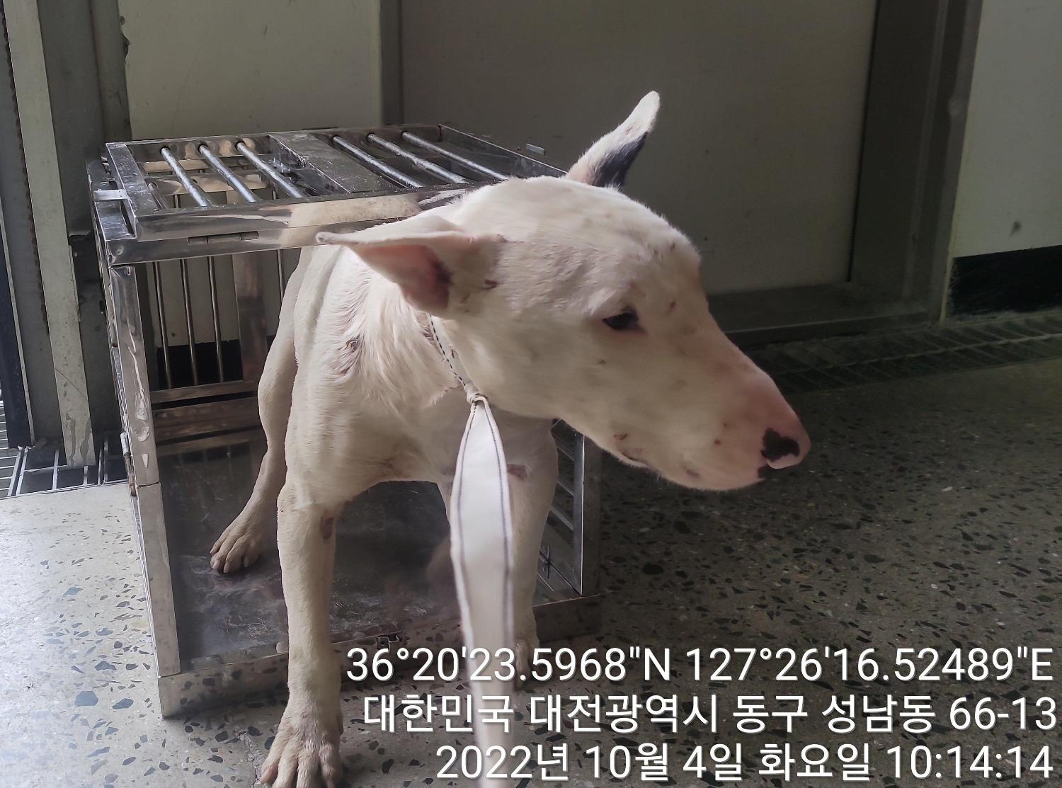 대전 동구 이사동 108-9에서  불 테리어 발견 보호